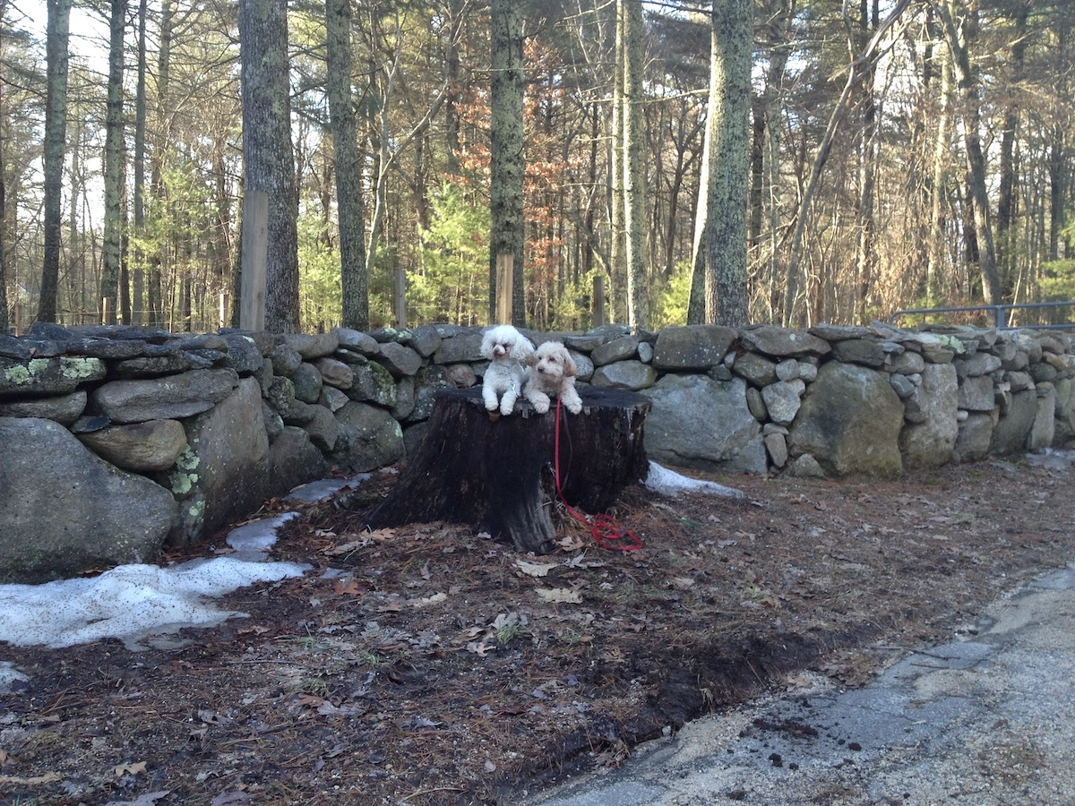 Two white poodles doing a down-stay during an in-home training session in Connecticut