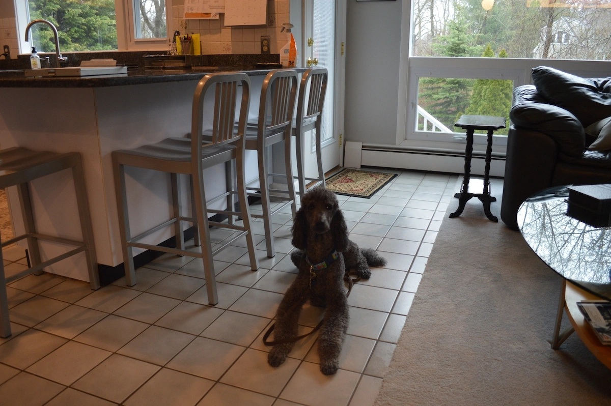 A dog following on command during an in home dog training session in Massachusetts