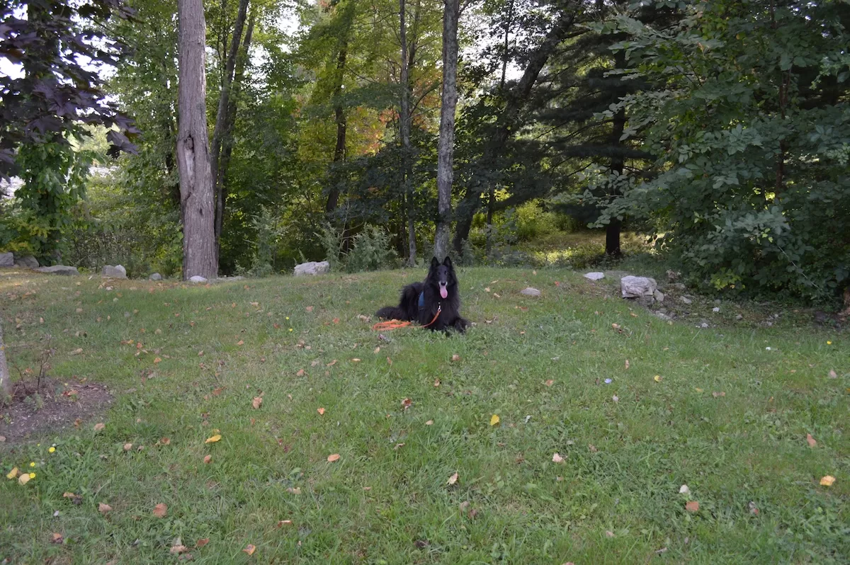 Dutch Shepherd in a field during in-home training session in Middletown, Rhode Island