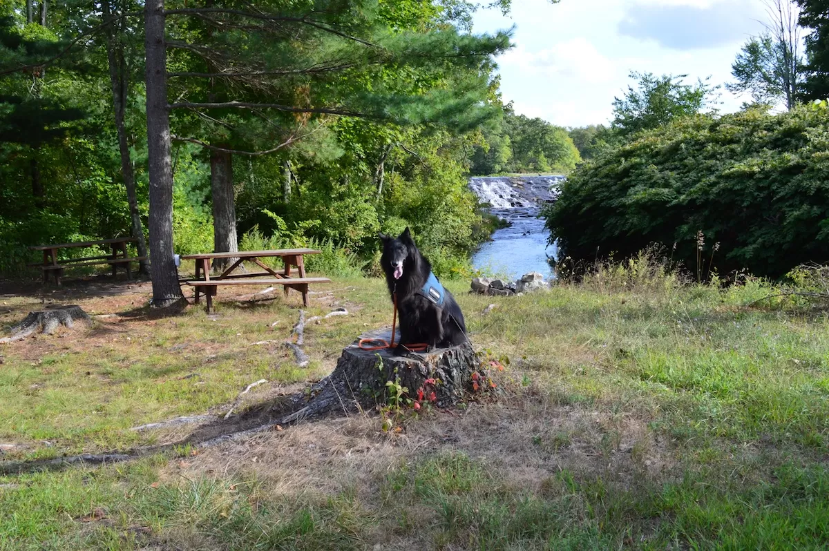 Black German Shepherd in a sit-stay on a tree stump during an In home dog training session in Greenwich, Connecticut