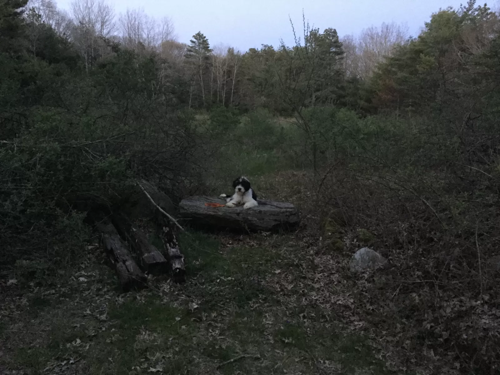 Bernedoodle on a large stone in the woods during an in home dog training session in Greenwich, Ct.