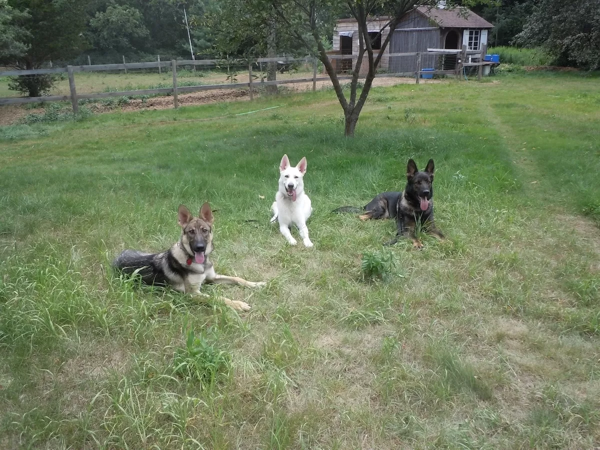 Three dogs in a down-stay during an In home dog training session in Groton, Massachusetts