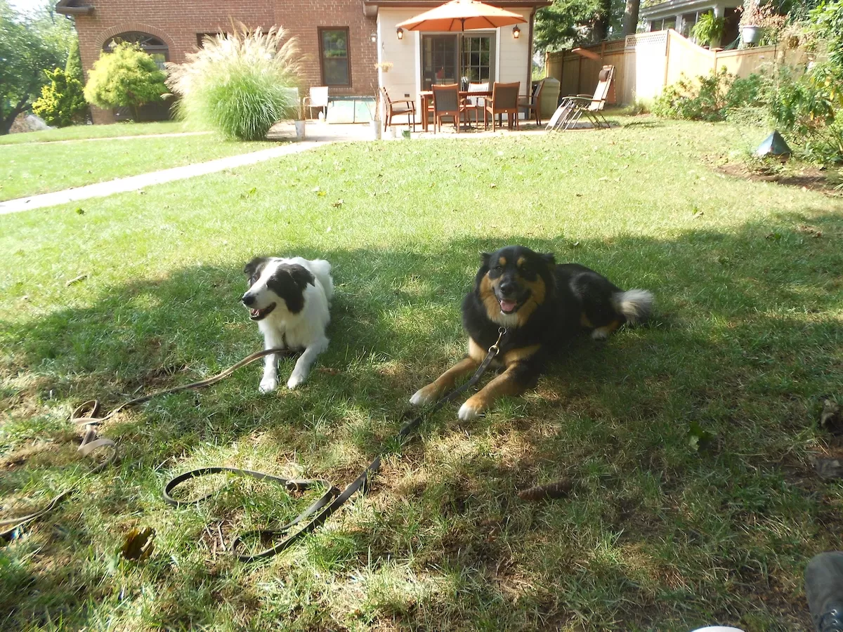 Two dogs lying together on a lawn during an In home dog training session in Hartford, Connecticut