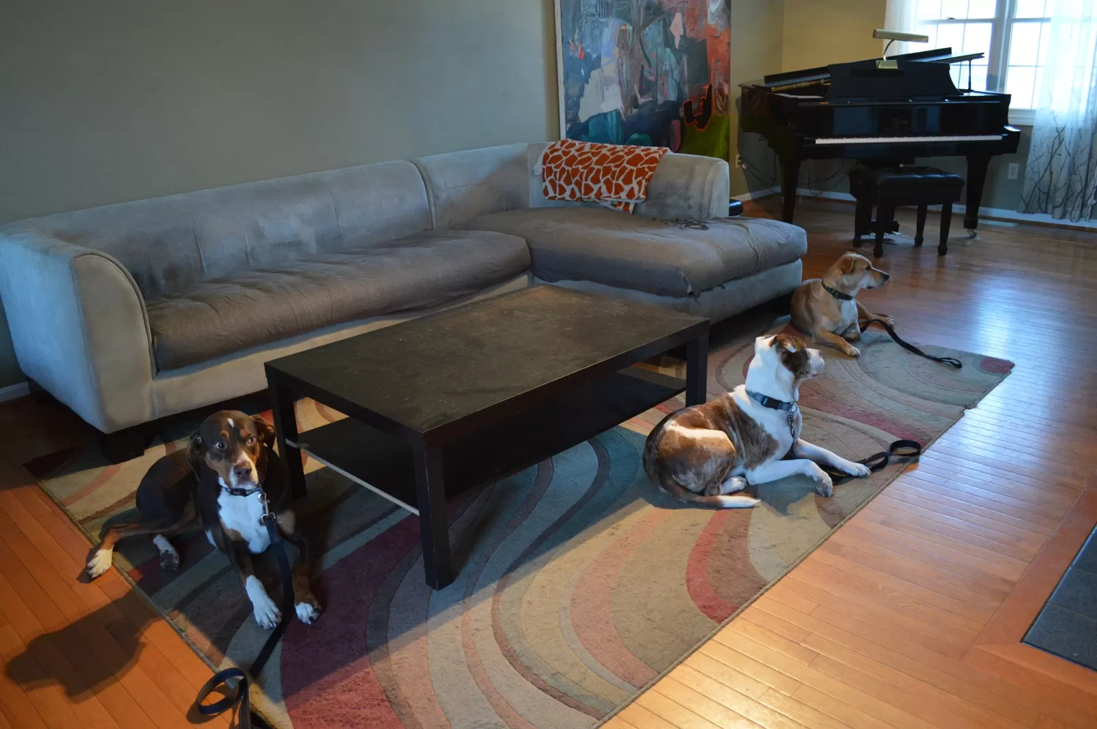Three dogs in a down-stay in a living room during an in home dog training session in Hartford