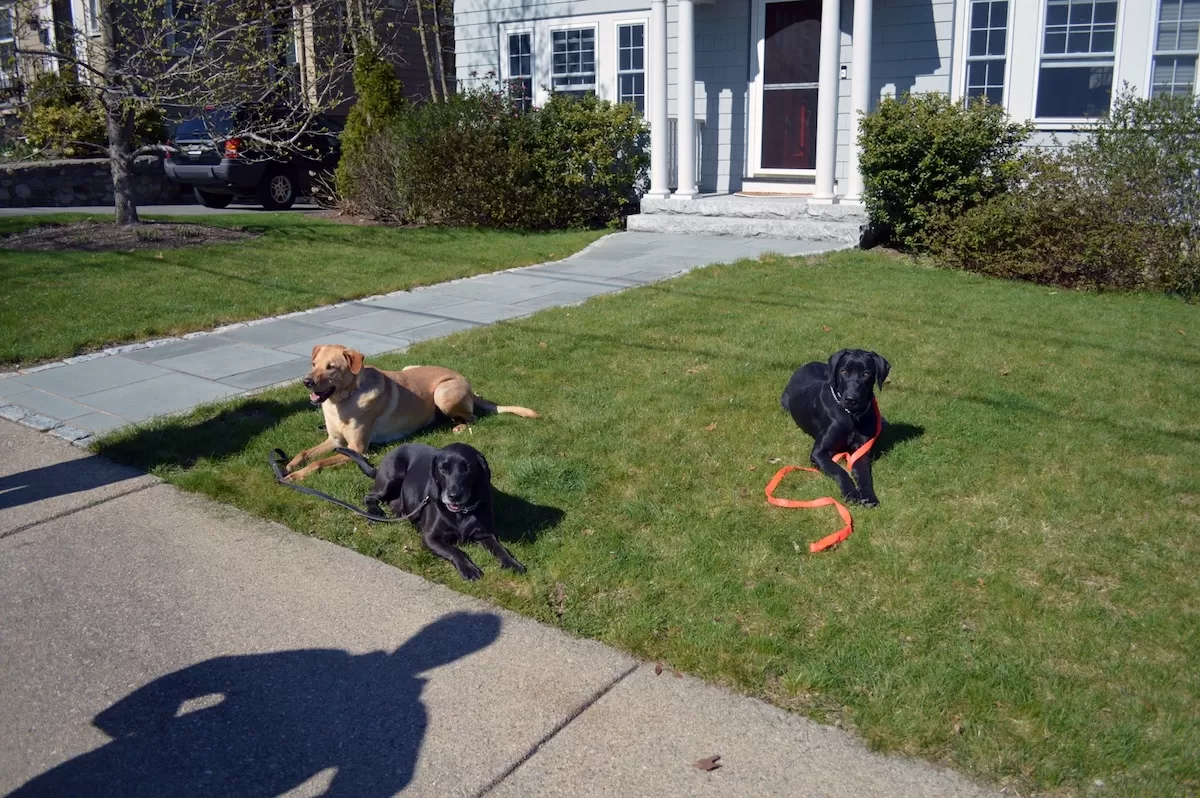 Three dogs in a down-stay during an In home dog training session in Hingham, Massachusetts
