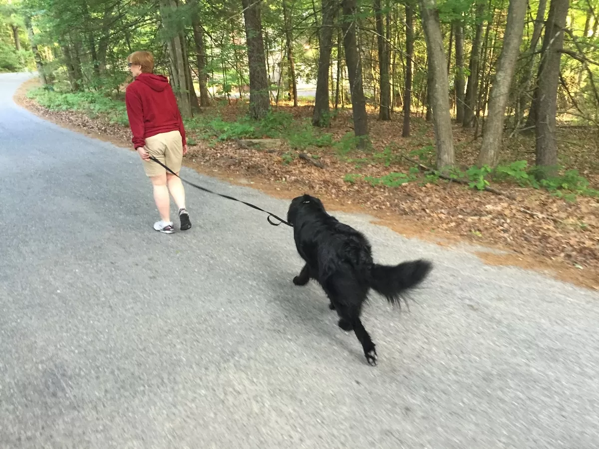 Large dog practicing follow during an in home dog training session in HIngham