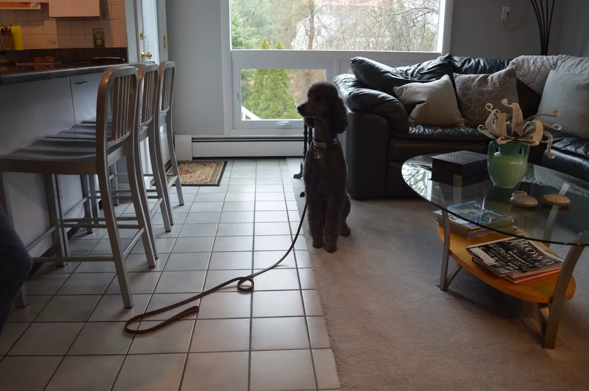 A Standard Poodle sitting during an in home dog training session in Massachusetts