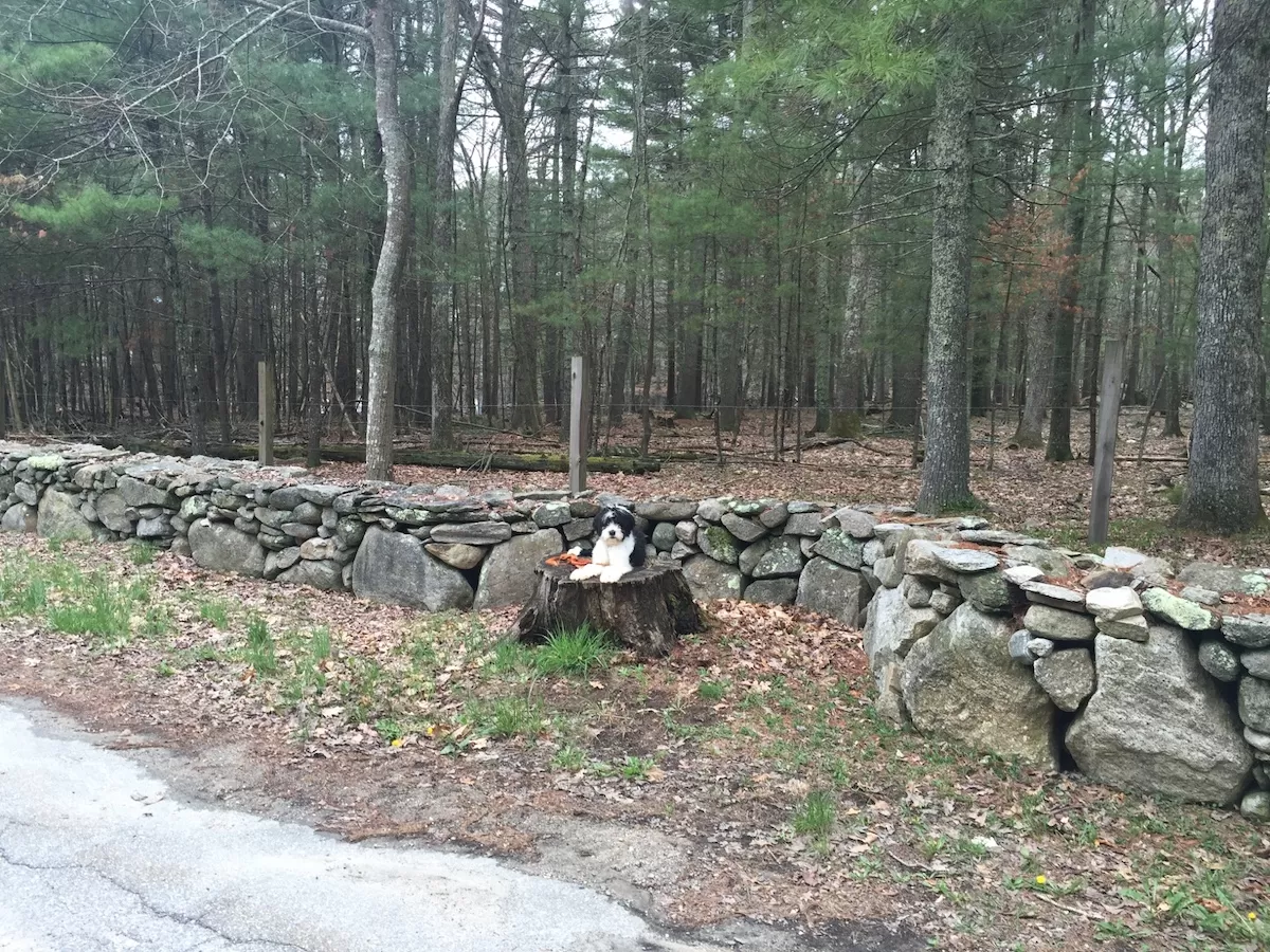Bernedoodle in a down-stay on a tree stump during a dog training session in Massachusetts
