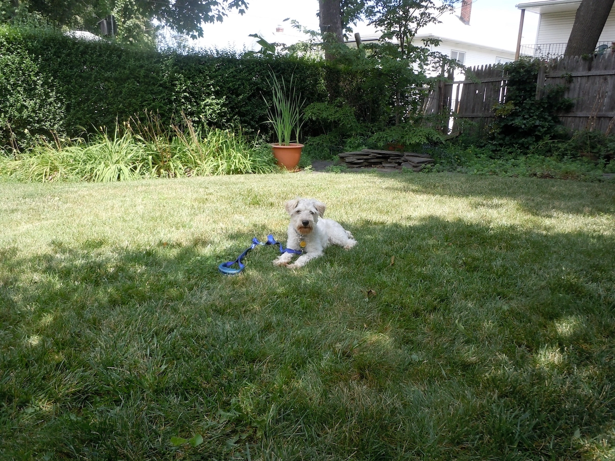 Wheaton Terrier in a sit-stay during an In-home dog training session in Newport Rhode Island