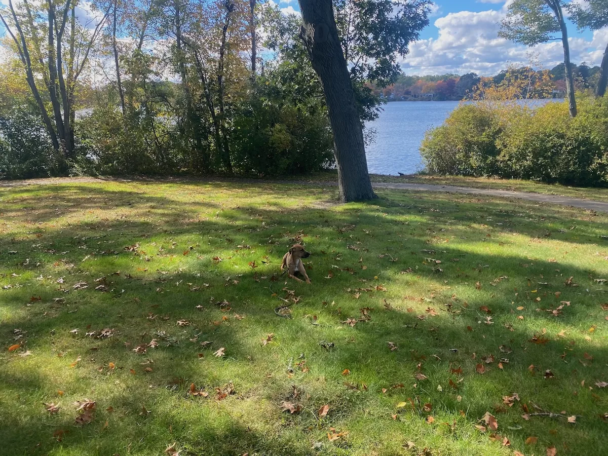 A brown and white dog lying in a field near a lake in an in-home dog training session in Newport, RI