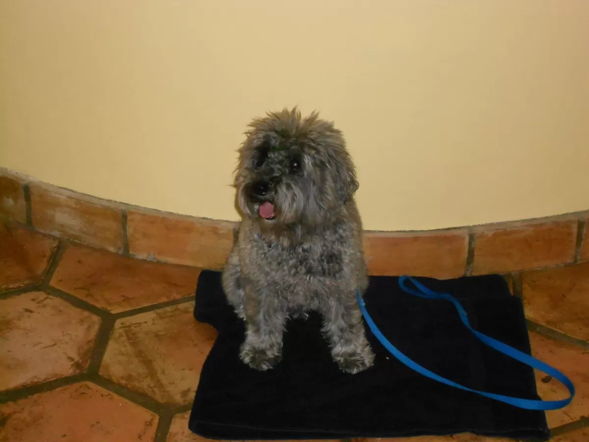 A small dog sitting on a mat during an in home dog training session in Newton, Massachusetts