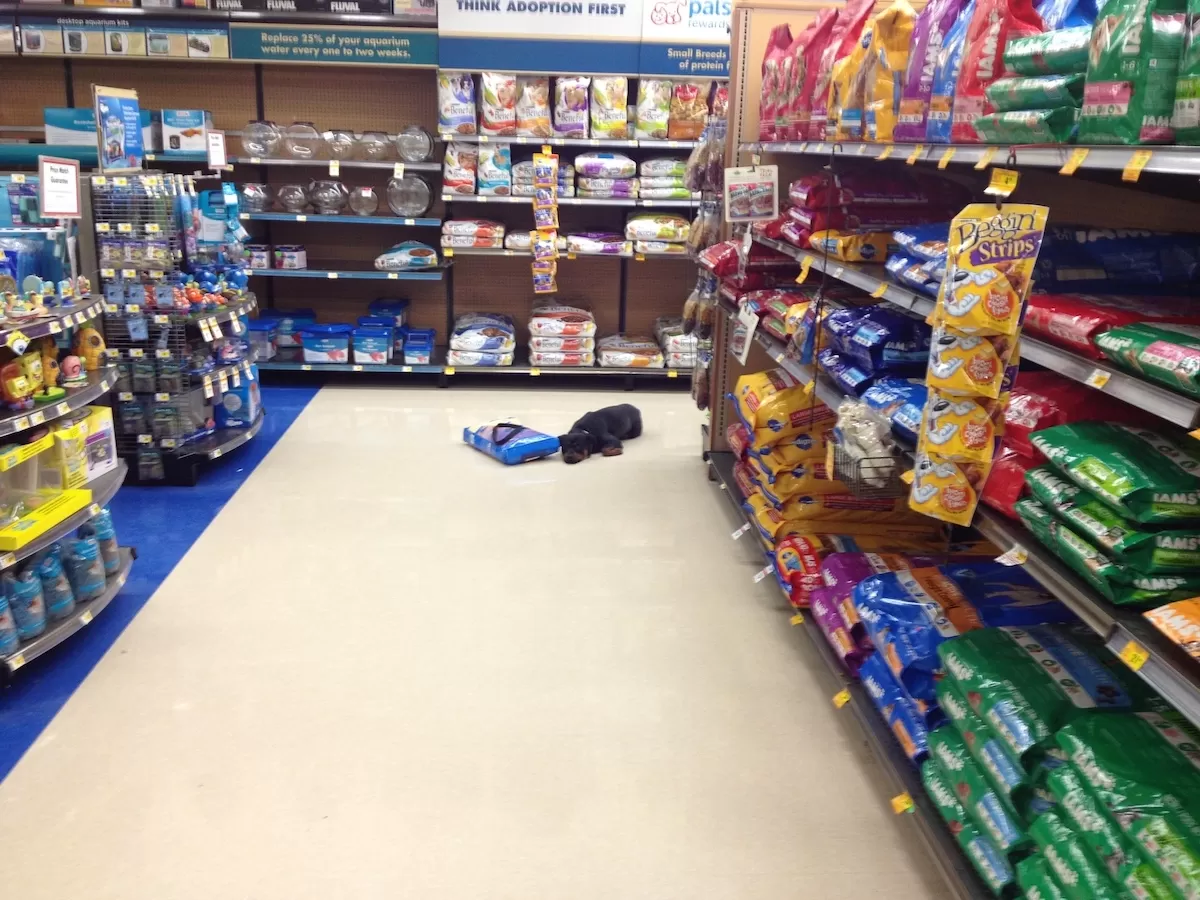 A dog in down-stay with a bag of dog food in a pet store during an In-home dog training session in Newton, Massachusetts