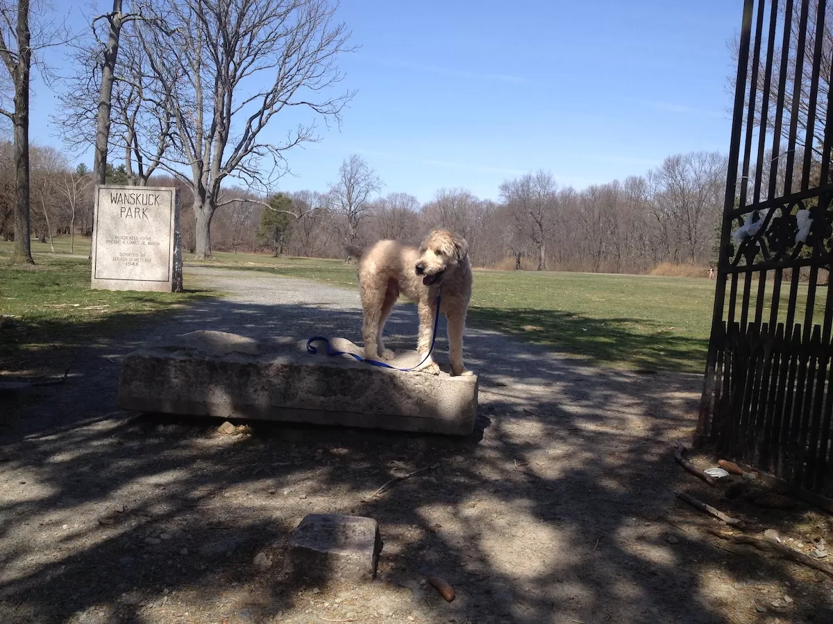 Wheaten Terrier doing stand-stay on a stone during an In home dog training session at Wanskuck Park in Providence RI