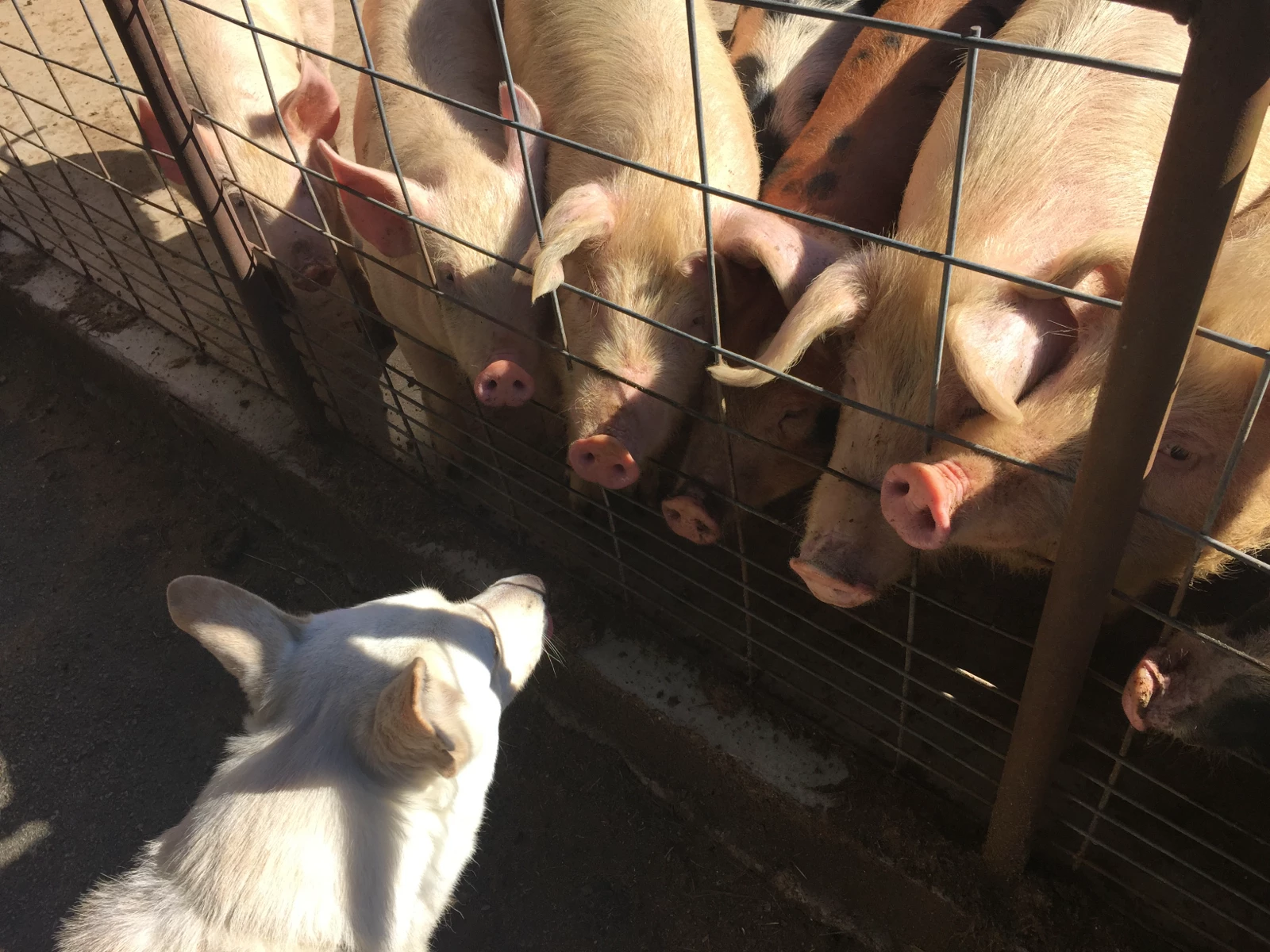 White German Shepherd Dog Simon investigating curious pigs during a board and train program session