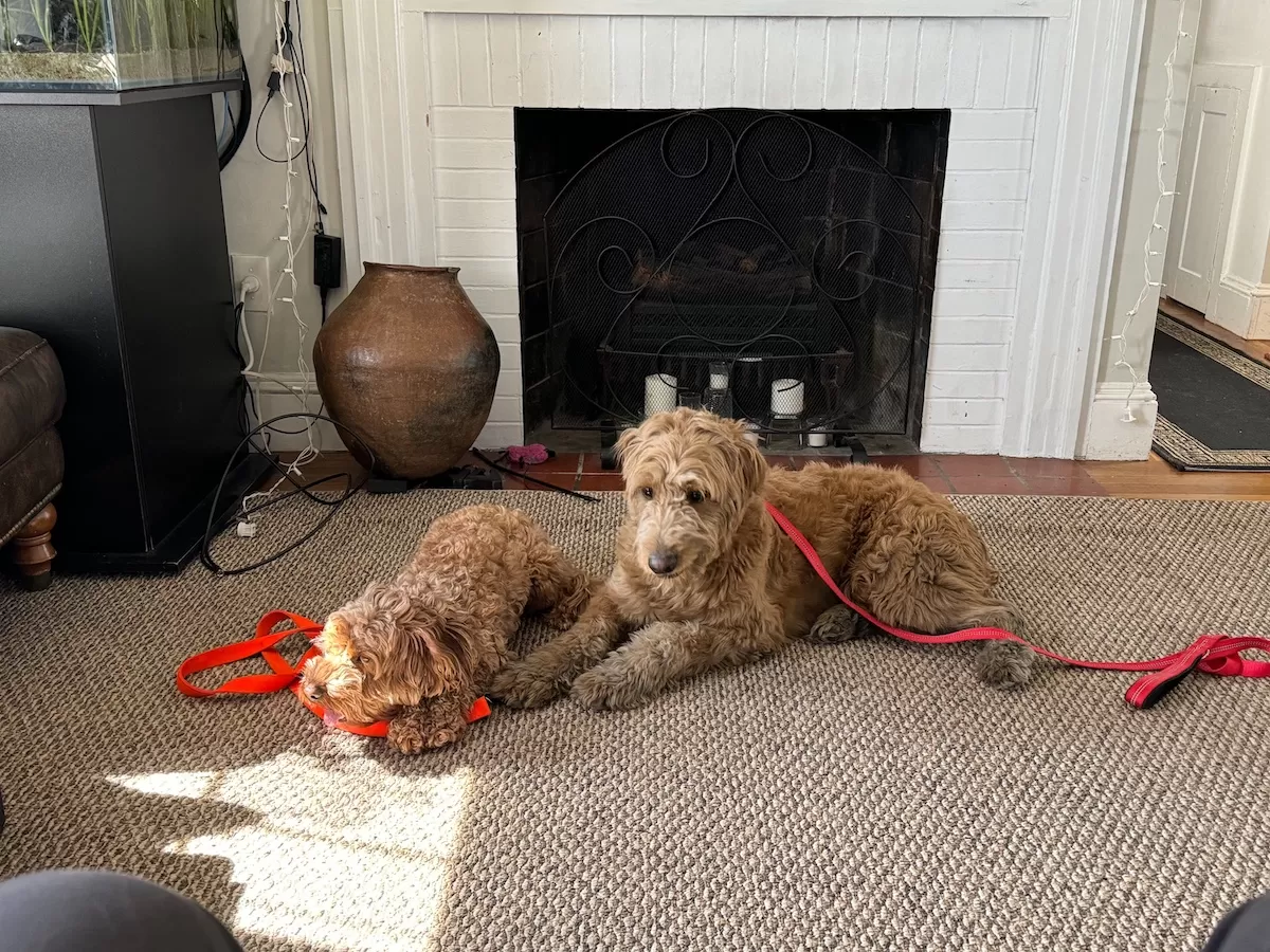 Two Golden-doodles in a down-stay during an in home dog training session in Smithfield, Rhode Island