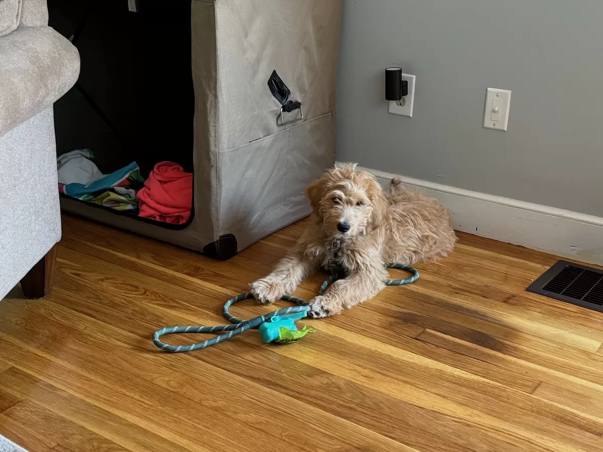 Young Golden-doodle practicing 'place' during an in-home training lesson in Smithfield, RI