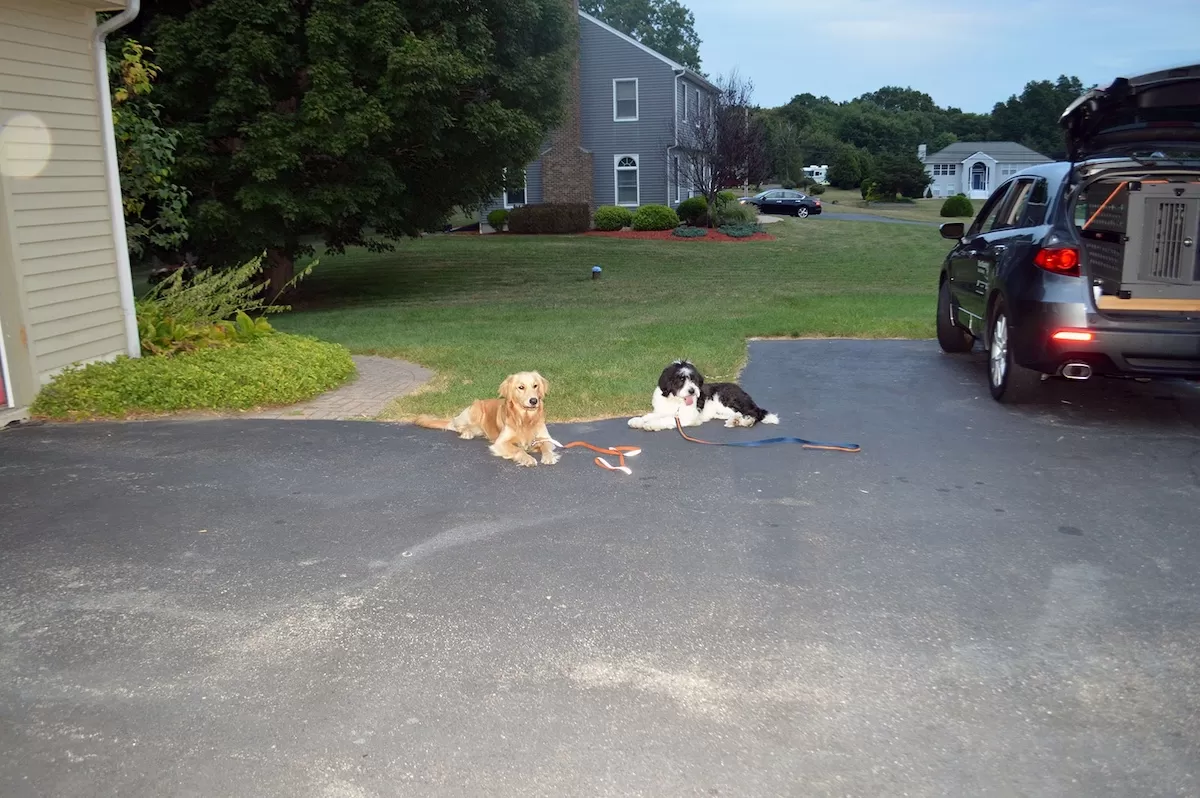 Two off-leash dogs lying in a driveway during an In home dog training session in Stamford, Connecticut