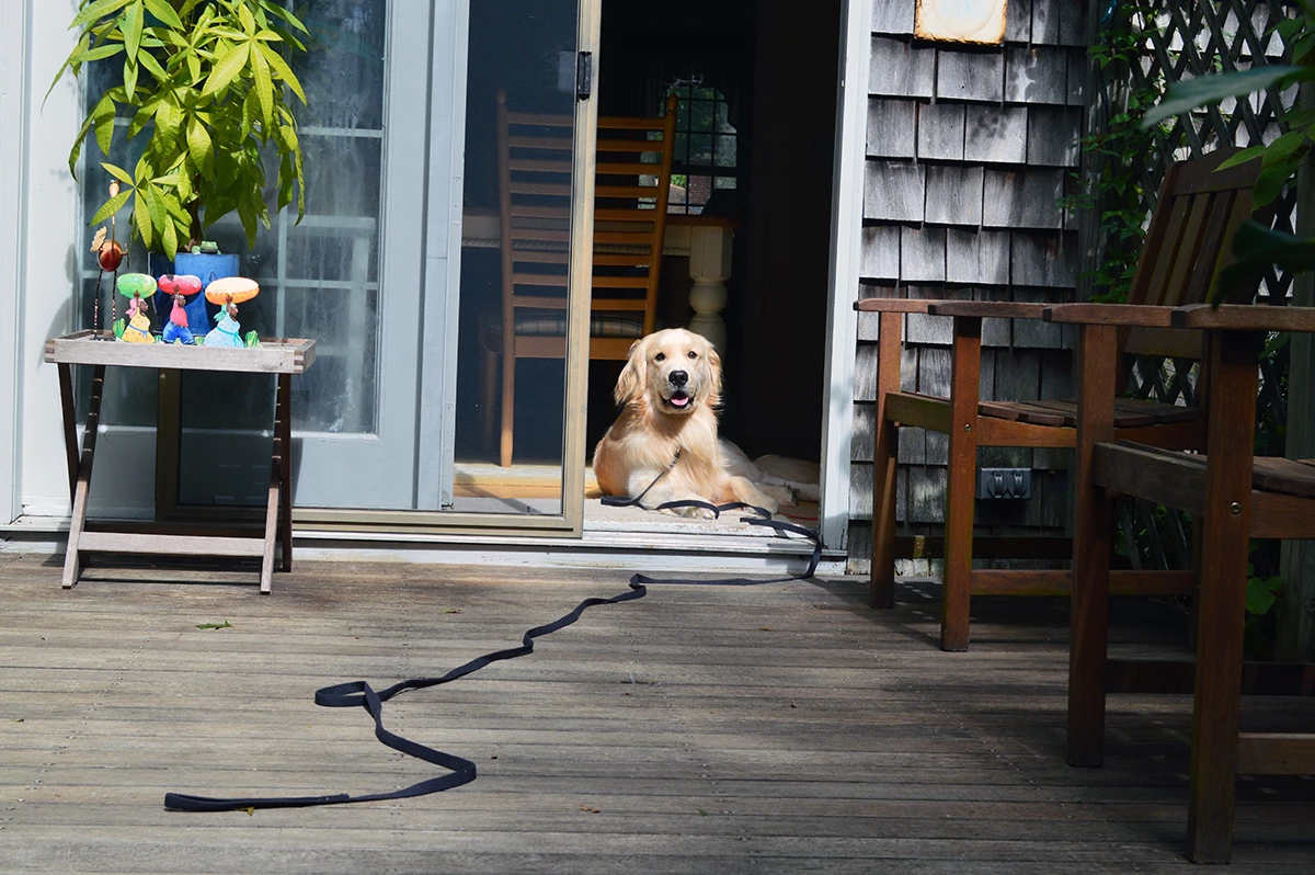 Professional dog trainer working with a dog during an in-home session in Connecticut