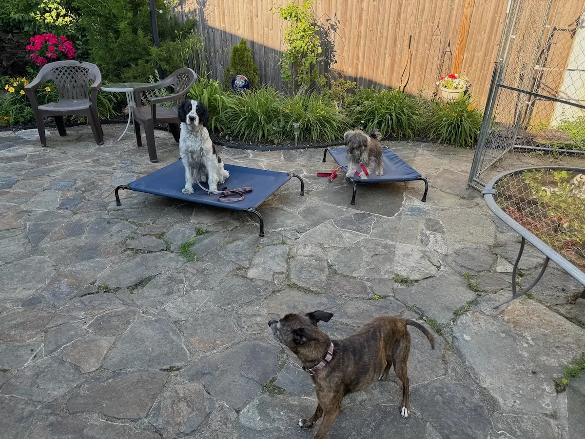 Three dogs socializing during a dog training session in Westerly, RI