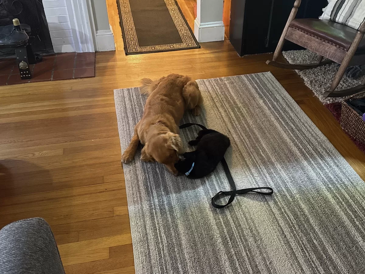 Golden Retriever and black kitten playing at dog board and train in Westerly