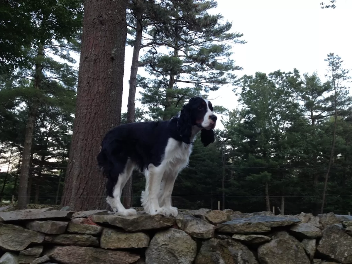 Springer Spaniel standing on a stone fence during an In home dog training session in Stamford, Connecticut