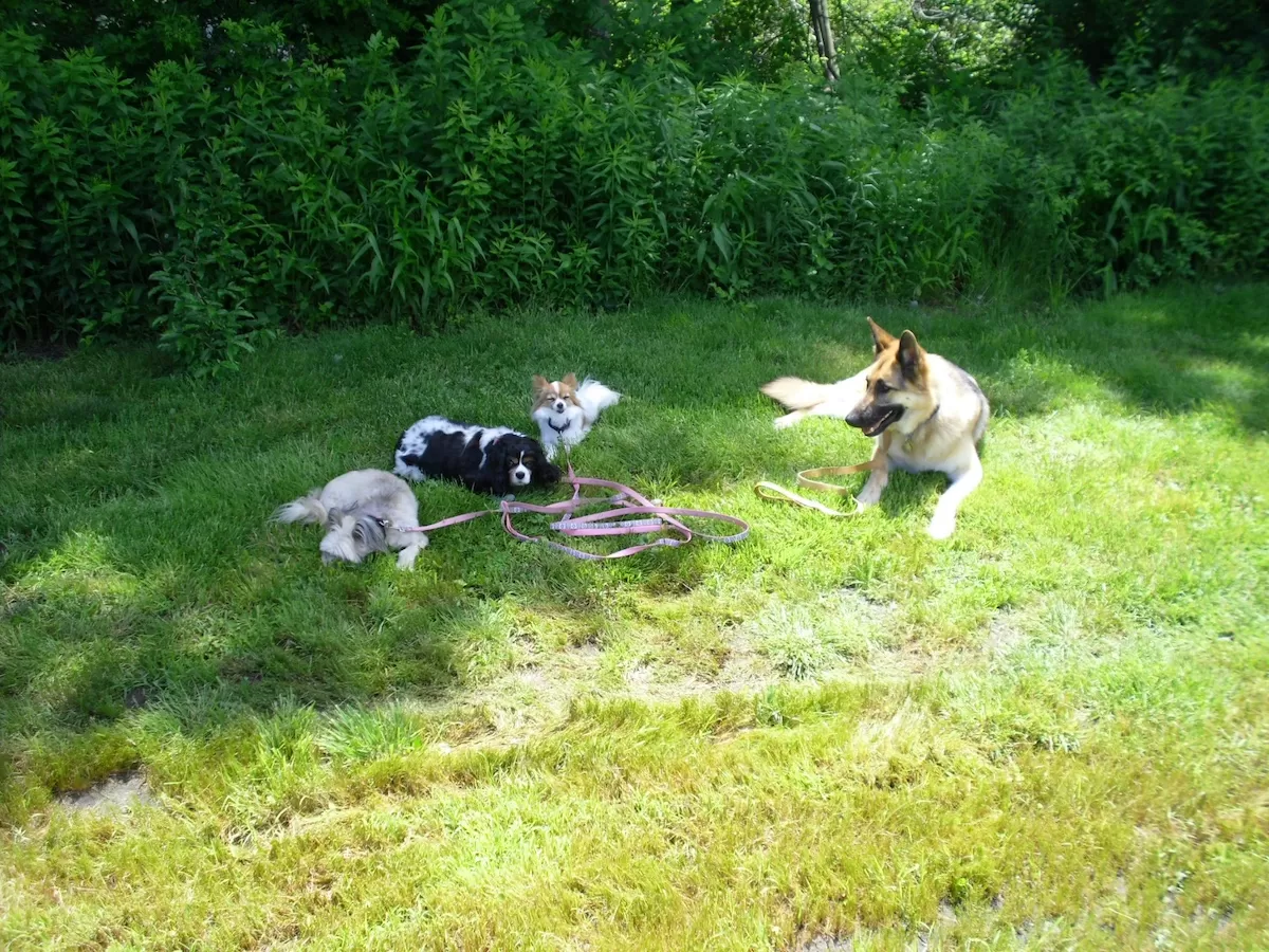 Four dogs lying down on command during an in home dog training session in Stamford, Ct