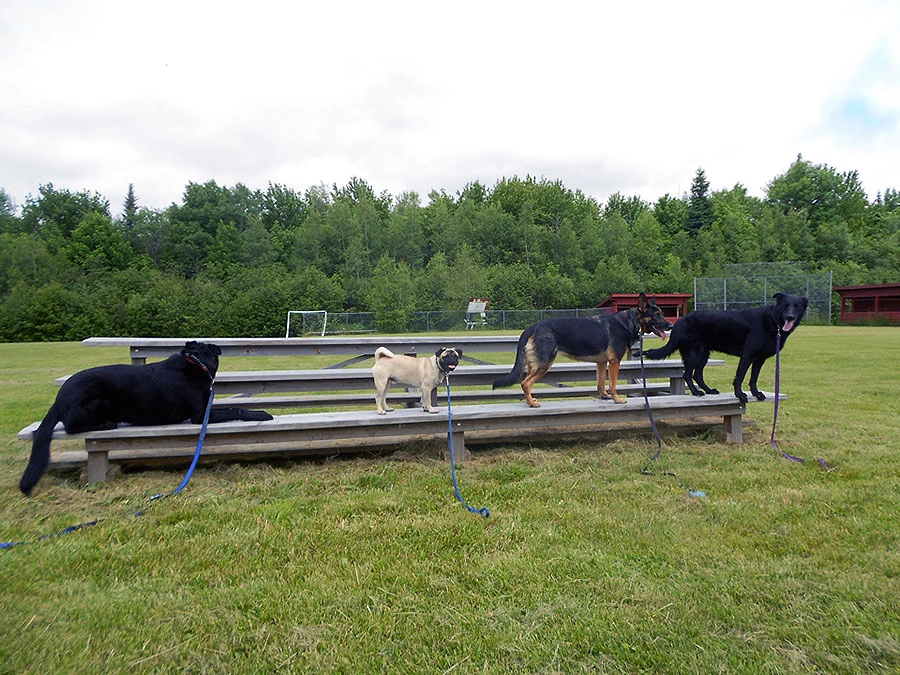 Four dogs standing on a park bench waiting for instructions from their owners in a Best Buddy Dog Training seminar in Vermont