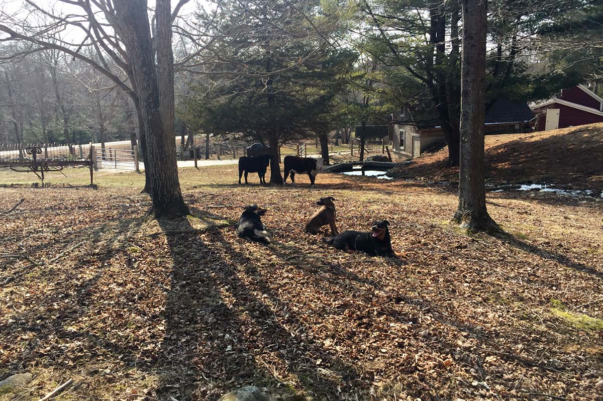 Three dogs off-leash with cows in the background