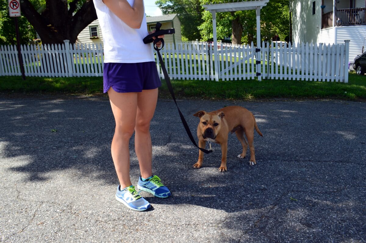 Calm, curious pitbull during in home dog training lesson