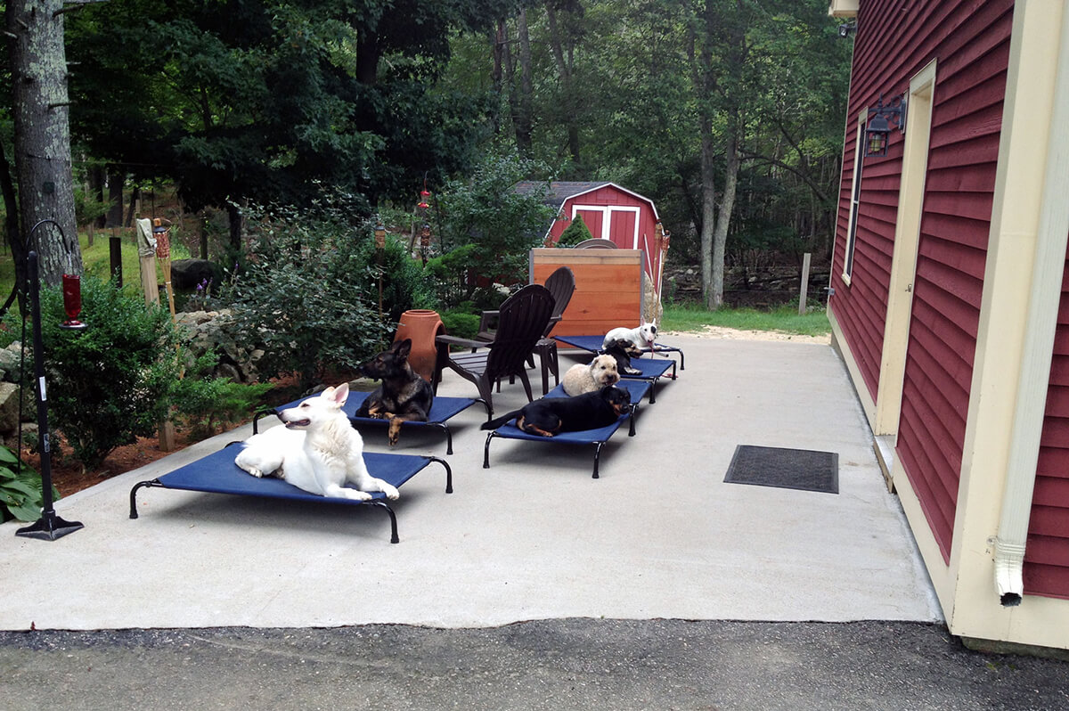 Six dogs lounging in place outside at Best Buddy Dog Training