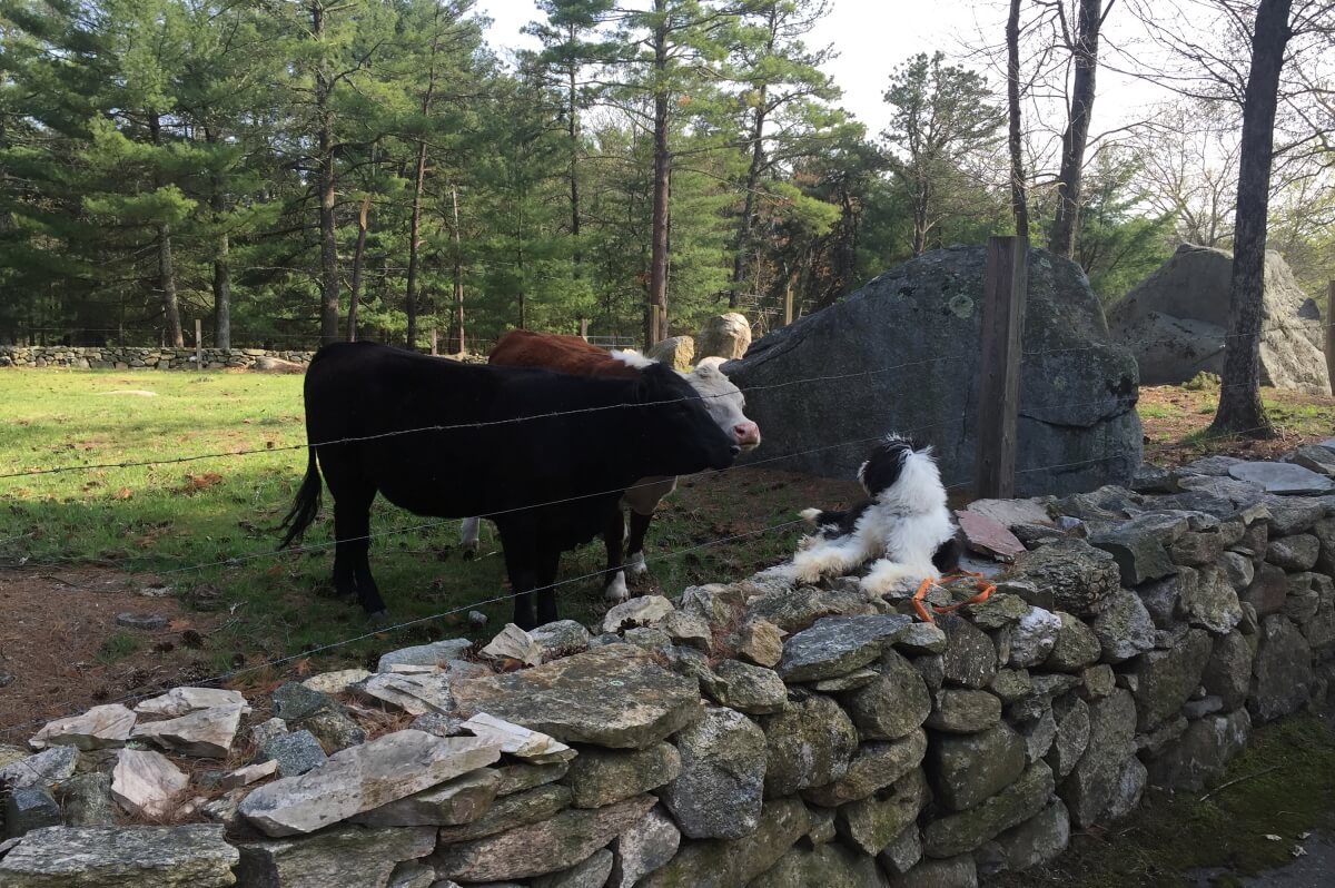 Oscar learns to be calm around curious cows