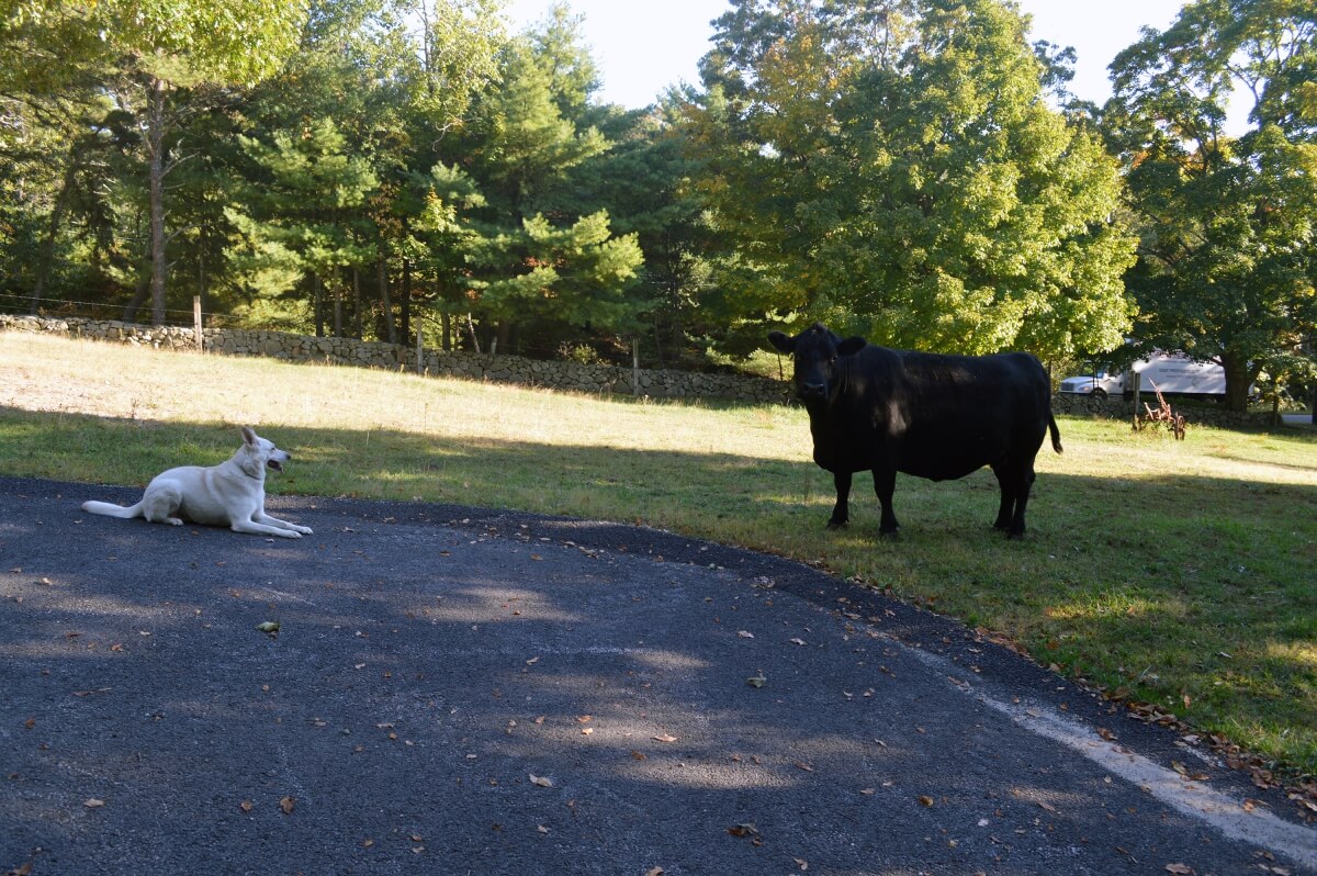 So much Noise; So little Proof ... Best Buddy Dog Training Blog