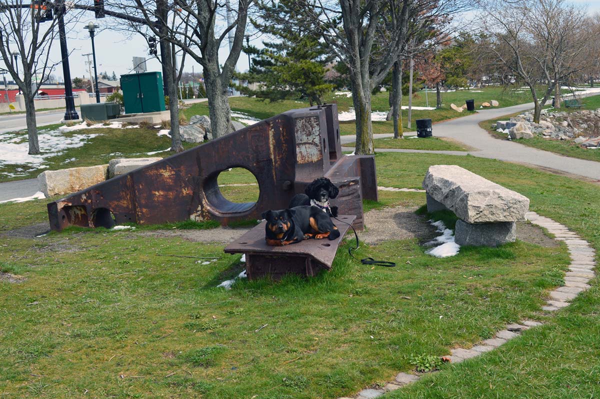 Two dogs in down-stay at a public park