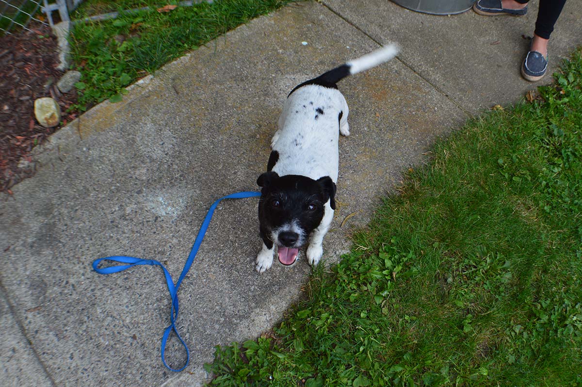 Happy dog looking up