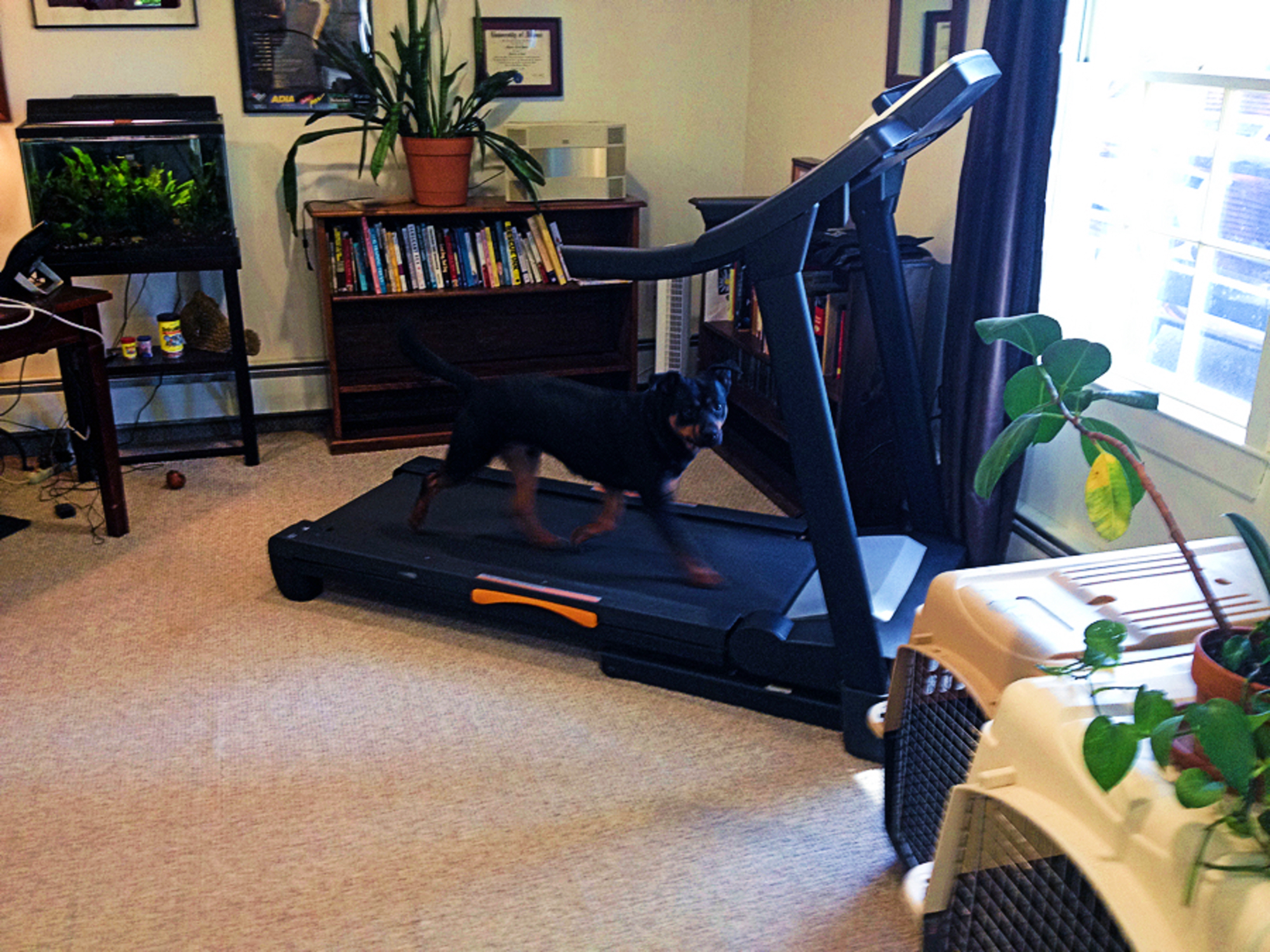Dog running on treadmill off-leash during obedience training
