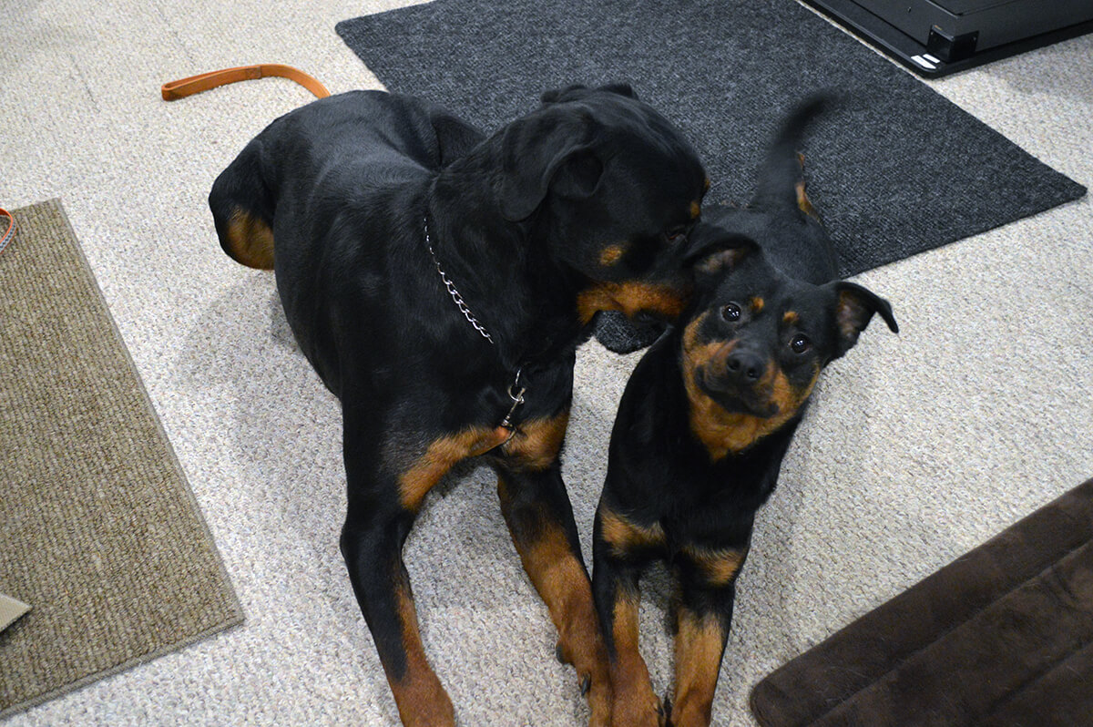Rottweiler and Rottweiler mix together at Dog Board and Train