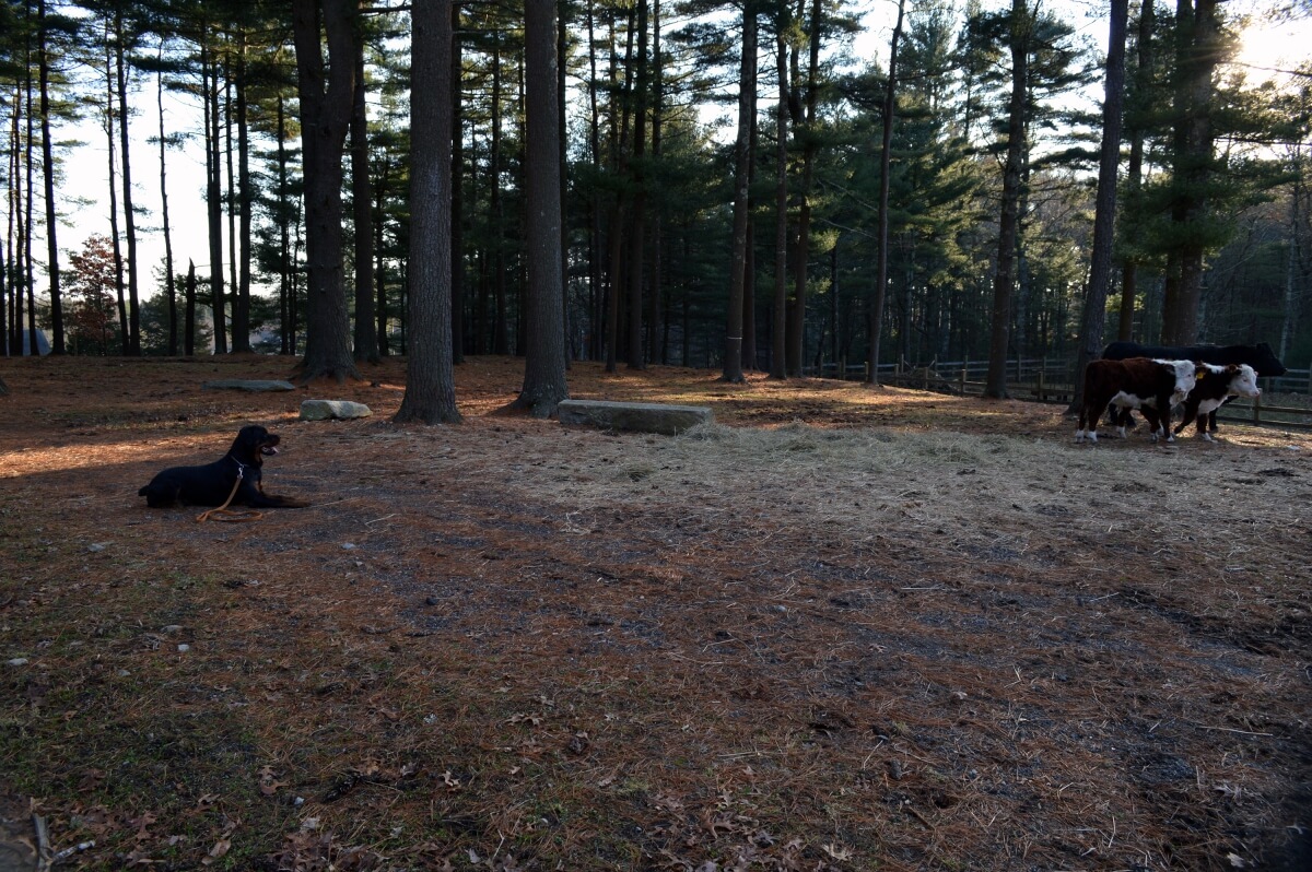 Rottweiler in downstay watching cows Dog Trainer In Ri, Ct, NH, NY And Ma