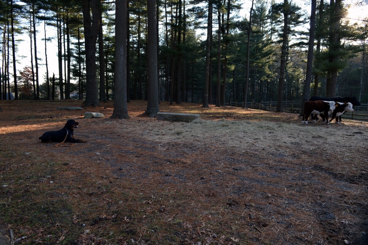 Rottweiler in down-stay watching cows during dog board and train boot camp
