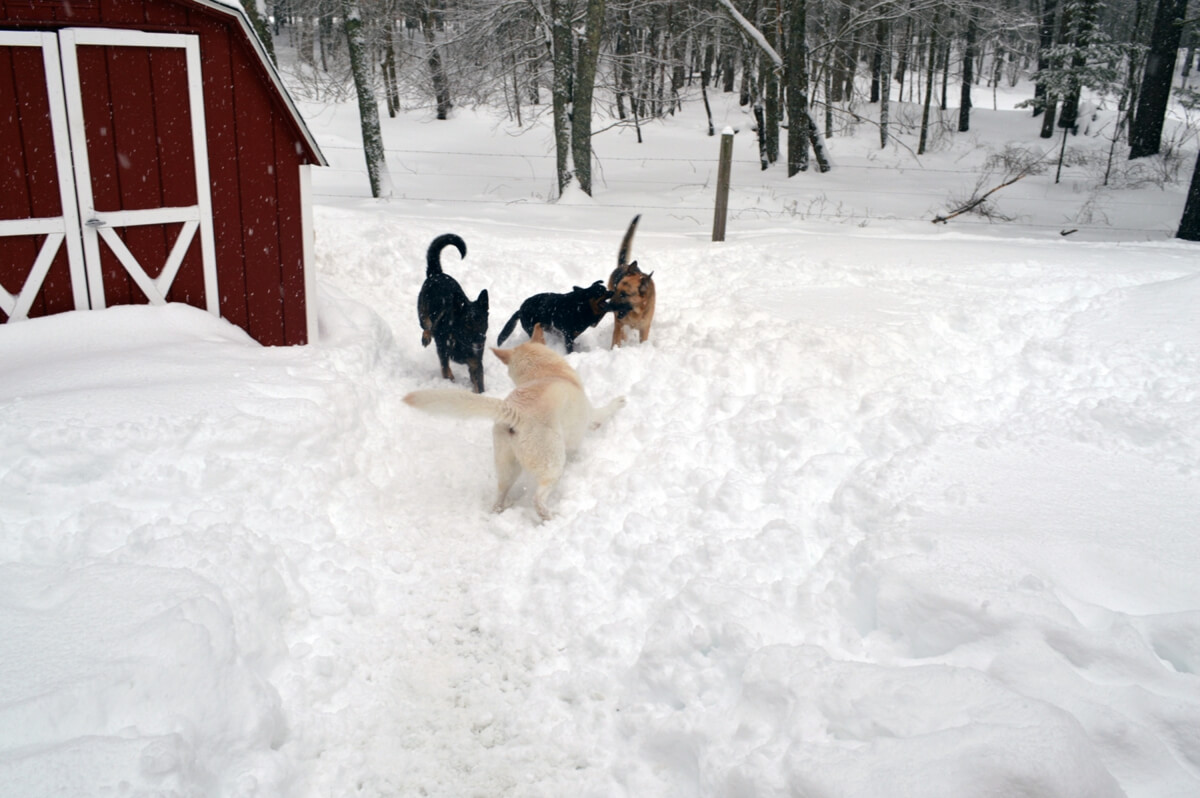 Four dogs playing in snow during dog board and train boot camp