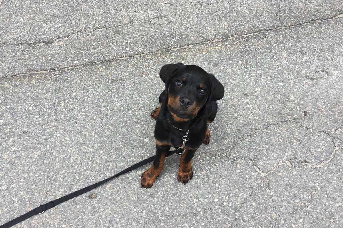 Rottweiler puppy looking up in Board and train class with Dog Trainer In Ri, Ct, NH, NY And Ma
