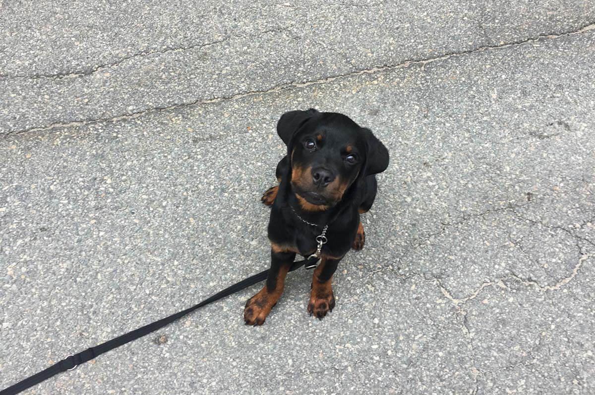 Rottweiler puppy in dog board and train boot camp program with Best Buddy Dog Training