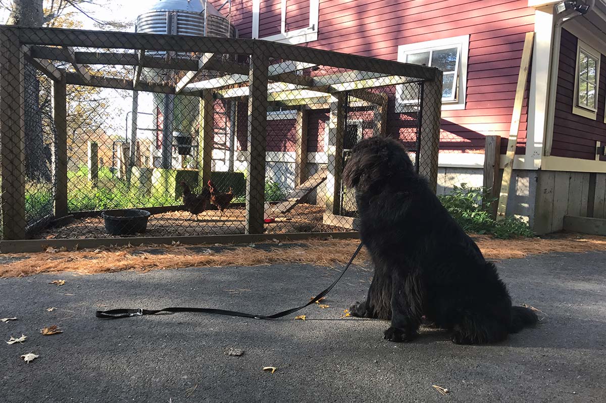 Large black dog watching chicken during dog board and train boot camp