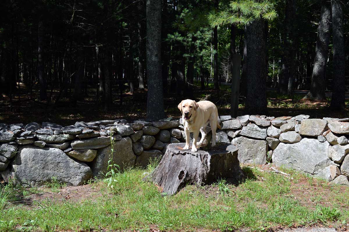 Dog in stand/stay on treestump in home dog training in Connecticut
