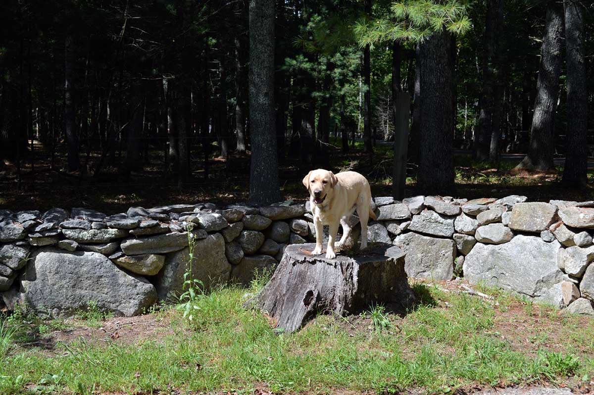 Dog Board and Train in Connecticut Dog in stand/stay during in-home dog training in Connecticut