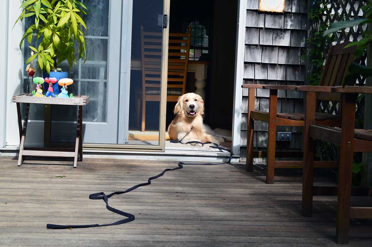 Dog Training in Connecticut Golden Retriever in down/stay during dog training in Connecticut