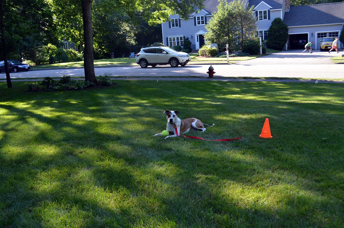 peaceful dog laying on lawn, dog trainer in Massachusetts