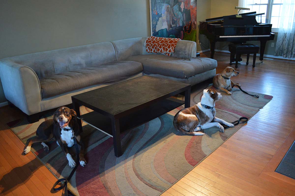 Three dogs in downstay during at home dog training session