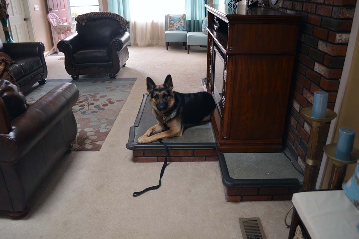 In Home Training session with German Shepherd in Rhode Island