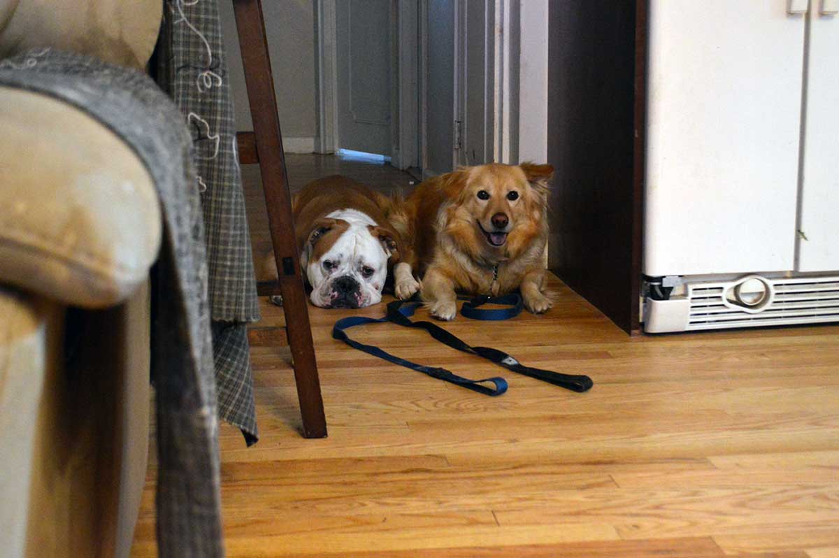 Bulldog and Golden Retriever at in home training