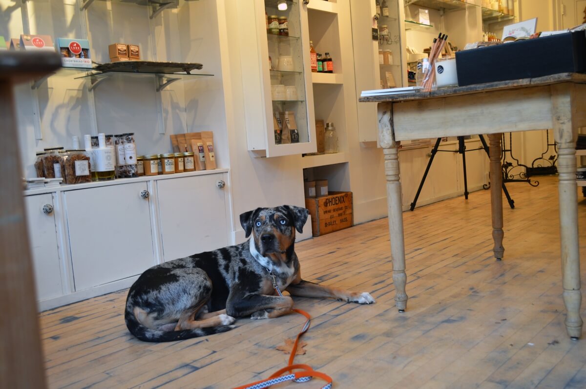 In-home dog trainers providing the best dog training in New England.